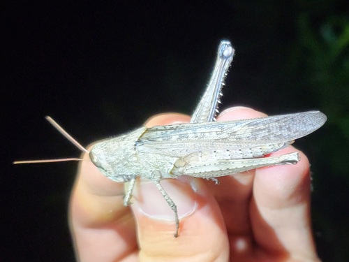 Rusty Bird Grasshopper