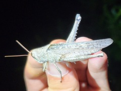 Schistocerca rubiginosa