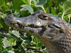 Caiman yacare