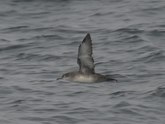 Puffinus mauretanicus