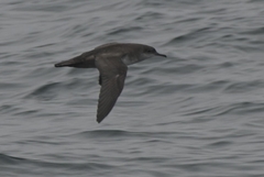 Puffinus mauretanicus