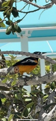 Icterus icterus