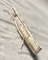 Neodactria luteolellus