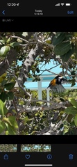 Icterus icterus