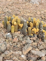Brachycereus nesioticus
