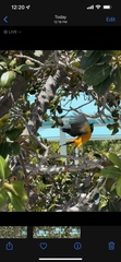 Icterus icterus
