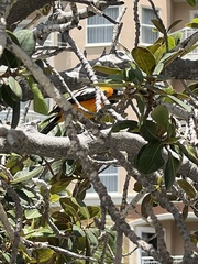 Icterus icterus
