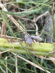 Anasa