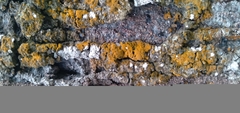 Trentepohlia
