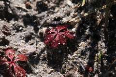 Drosera rosulata