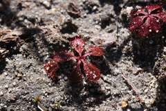 Drosera rosulata