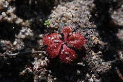 Drosera rosulata