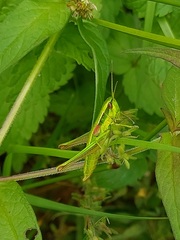 Euthystira brachyptera