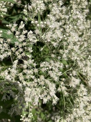 Eupatorium serotinum