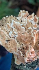 Steccherinum ochraceum