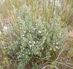 Podalyria myrtillifolia