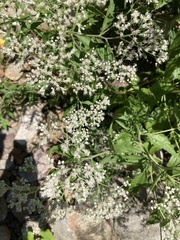 Eupatorium serotinum