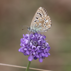 Polyommatus coridon