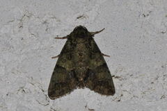 Polyphaenis sericata