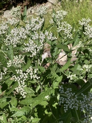 Eupatorium serotinum