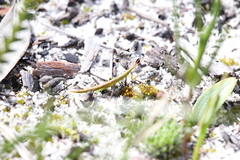 Acrida conica