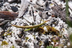 Acrida conica