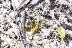 Acrida conica