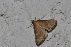 Dolicharthria punctalis