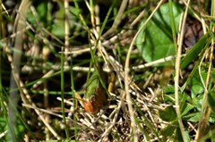 Omocestus viridulus