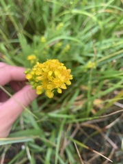 Solidago simplex