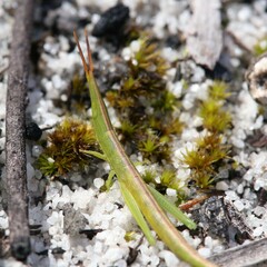 Acrida conica