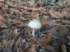 Macrolepiota mastoidea