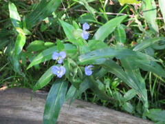Commelina virginica