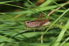 Mecostethus parapleurus