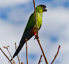 Aratinga nenday