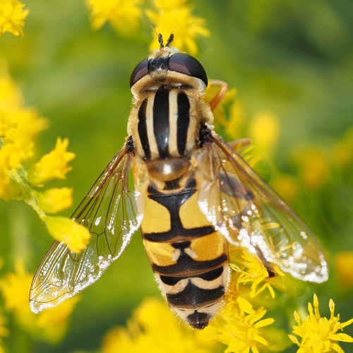 Helophilus trivittatus nuotrauka