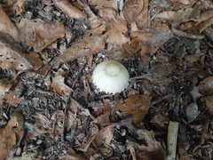 Macrolepiota mastoidea
