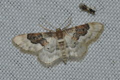 Idaea rusticata