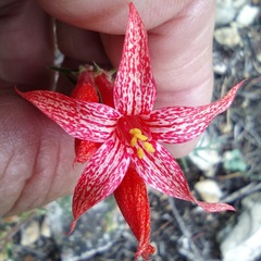 Ipomopsis aggregata formosissima