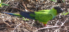 Aratinga nenday