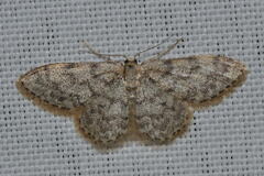 Idaea alyssumata