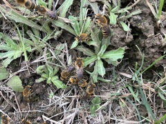 Colletes hederae