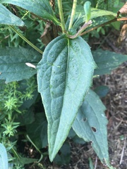 Echinacea purpurea