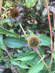 Echinacea purpurea