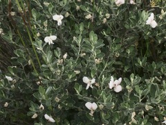 Podalyria myrtillifolia