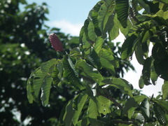 Magnolia officinalis