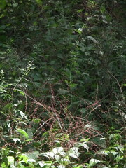 Persicaria filiformis