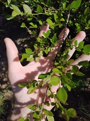 Vaccinium elliottii