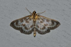 Anania hortulata
