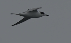 Sterna hirundo